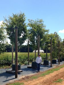Wes Fleming from Flemings Nurseries up in Monbulk, Victoria is providing Birch and Pear Trees to Ian Barker Gardens for the Melbourne International Flower & Garden Show in 2015.