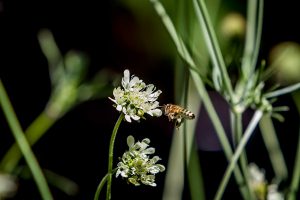 Ian Barker Gardens_Melbourne International Flower & Garden Show 2016_Erik Holt Photography_Scabiosa ochroleuca