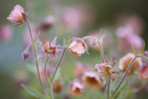 Ian Barker Gardens_Melbourne International Flower & Garden Show 2016_Sally Plottel Photography_Detail of Geum 'Leonard's Variety'