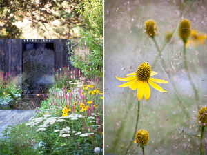 Ian Barker Gardens_Melbourne International Flower & Garden Show 2016_Sally Plottel Photography_Water Feature & Rudbeckia with Eragrostis