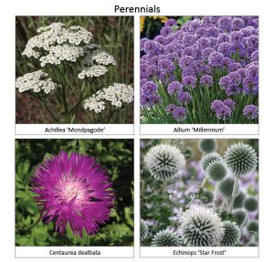 Perennials1