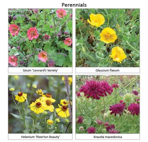 Perennials3