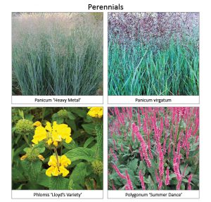 Perennials4