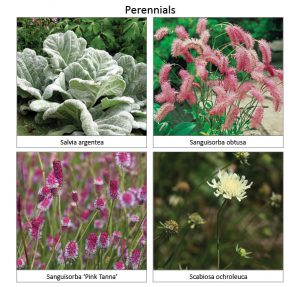 Perennials5