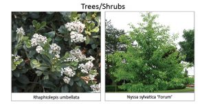 Trees_Shrubs