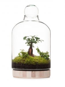 San Jose Wooden Terrarium. Things we love Ian Barker Gardens. Garden Notebook Edition 20