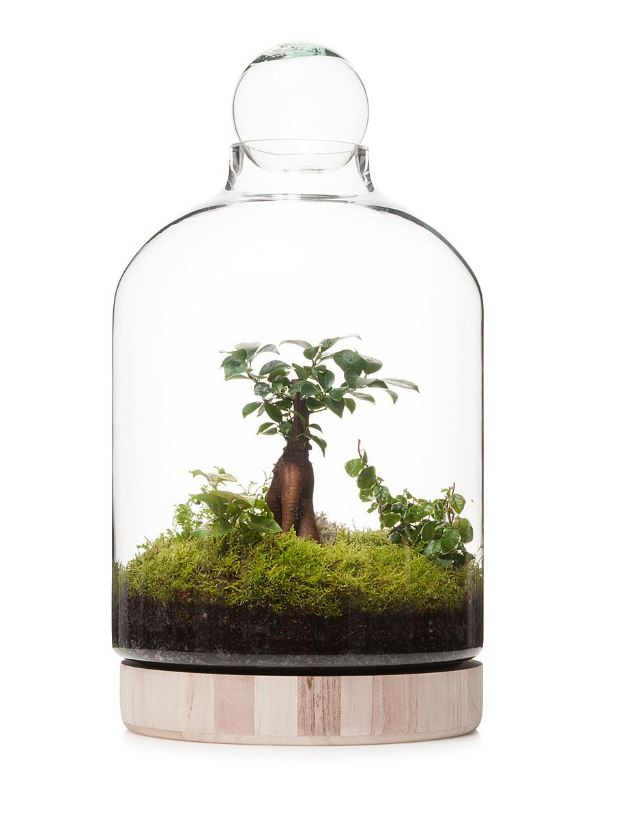 Wooden Terrarium Ian Barker Gardens