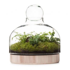 San Jose Wooden Terrarium. Things we love Ian Barker Gardens. Garden Notebook Edition 20