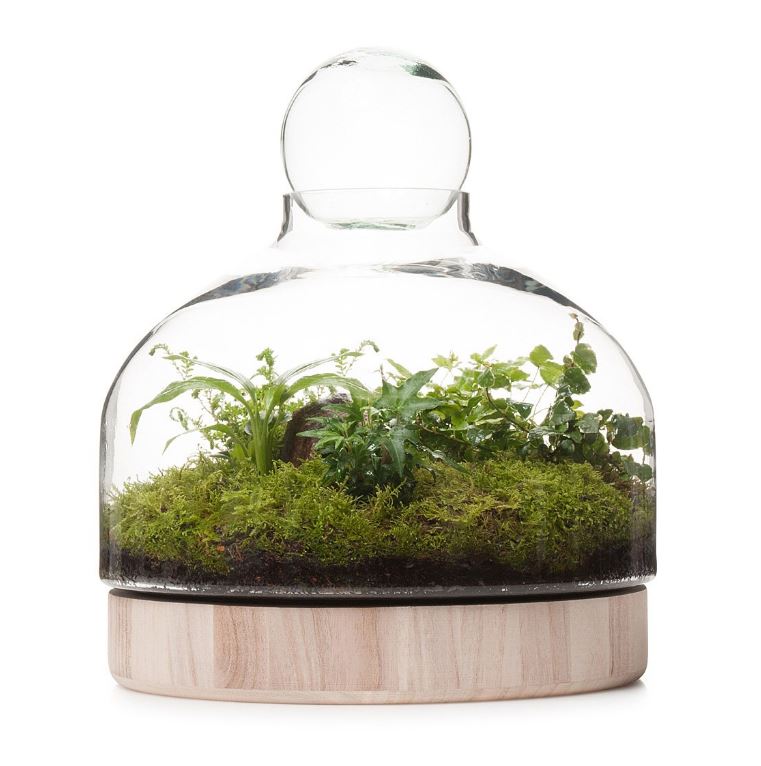 Wooden Terrarium Ian Barker Gardens