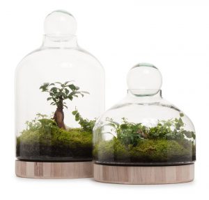 San Jose Wooden Terrarium. Things we love Ian Barker Gardens. Garden Notebook Edition 20