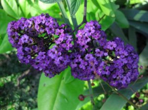 Heliotropium arborescens Lord Roberts. Ian Barker Gardens. Garden Notebook Edition 23