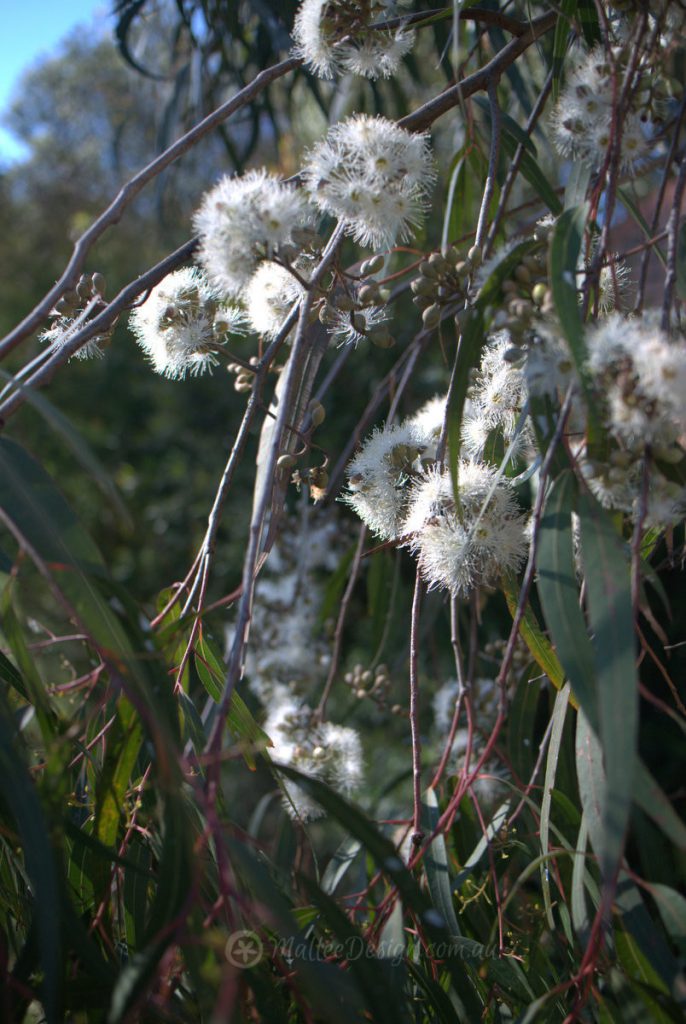 Corymbia citriodora ‘scentuous’ Dwarf Lemon Scented Gum Ian Barker