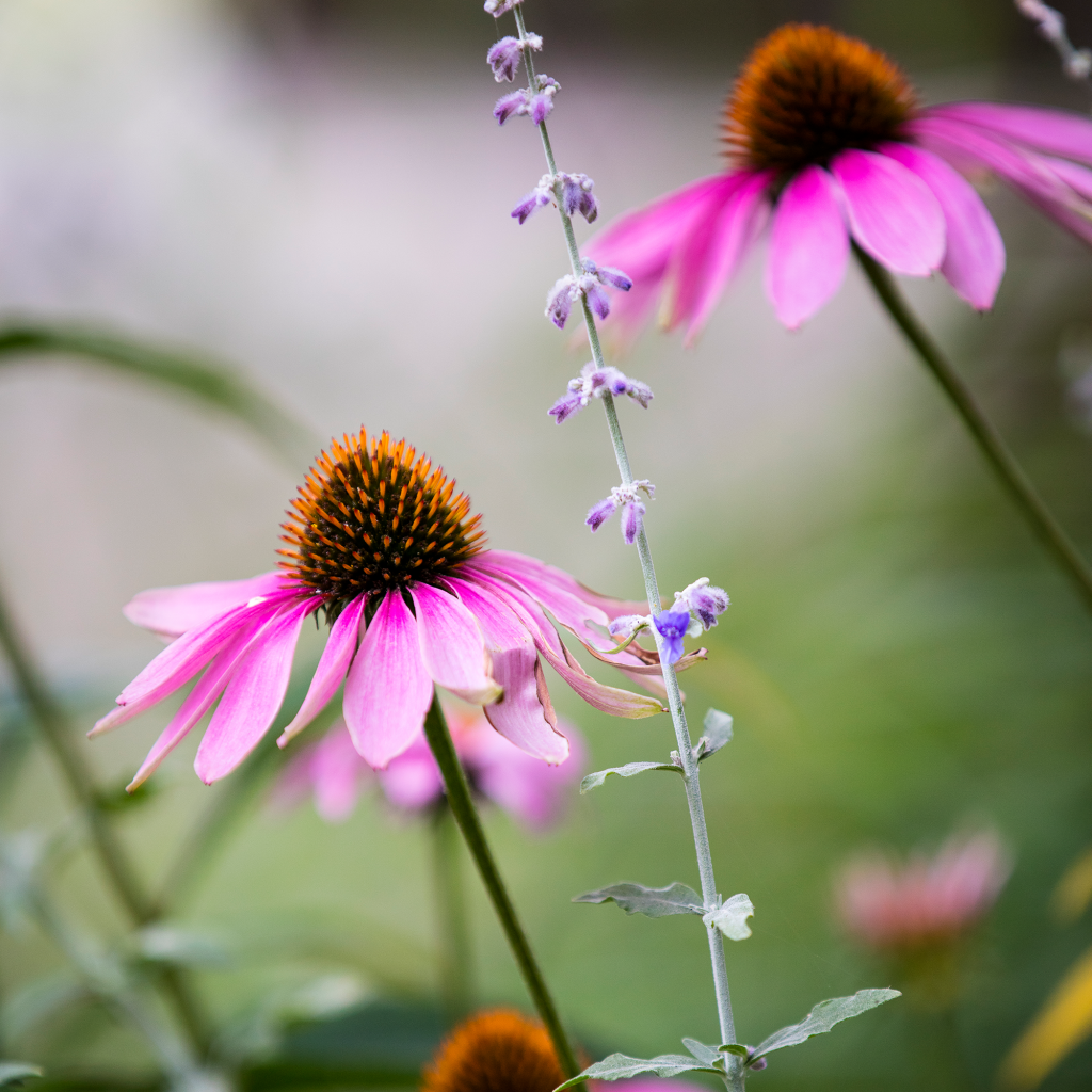 dark purple coneflower dark purple coneflower