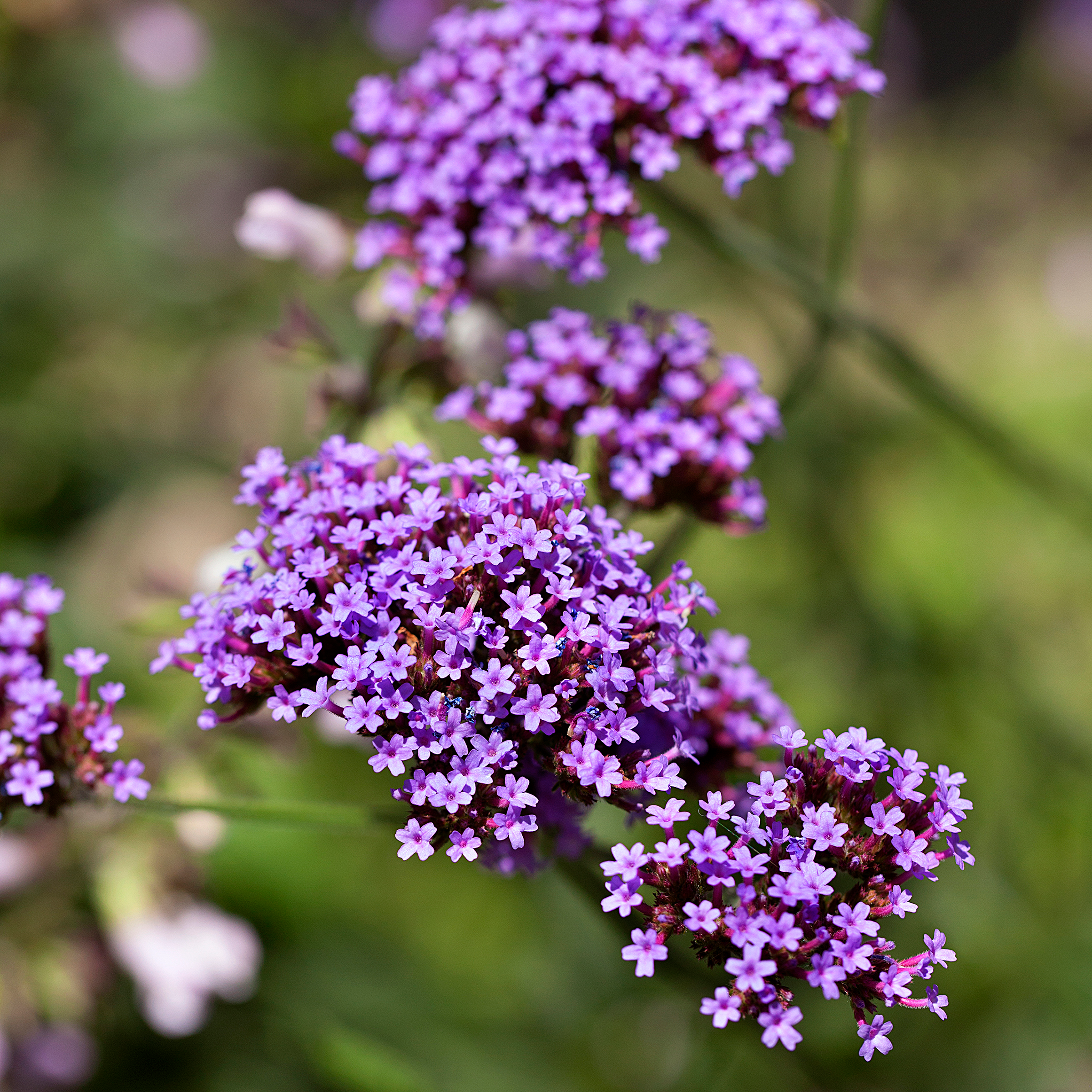 Image of Agastache companion plant for verbena bonariensis