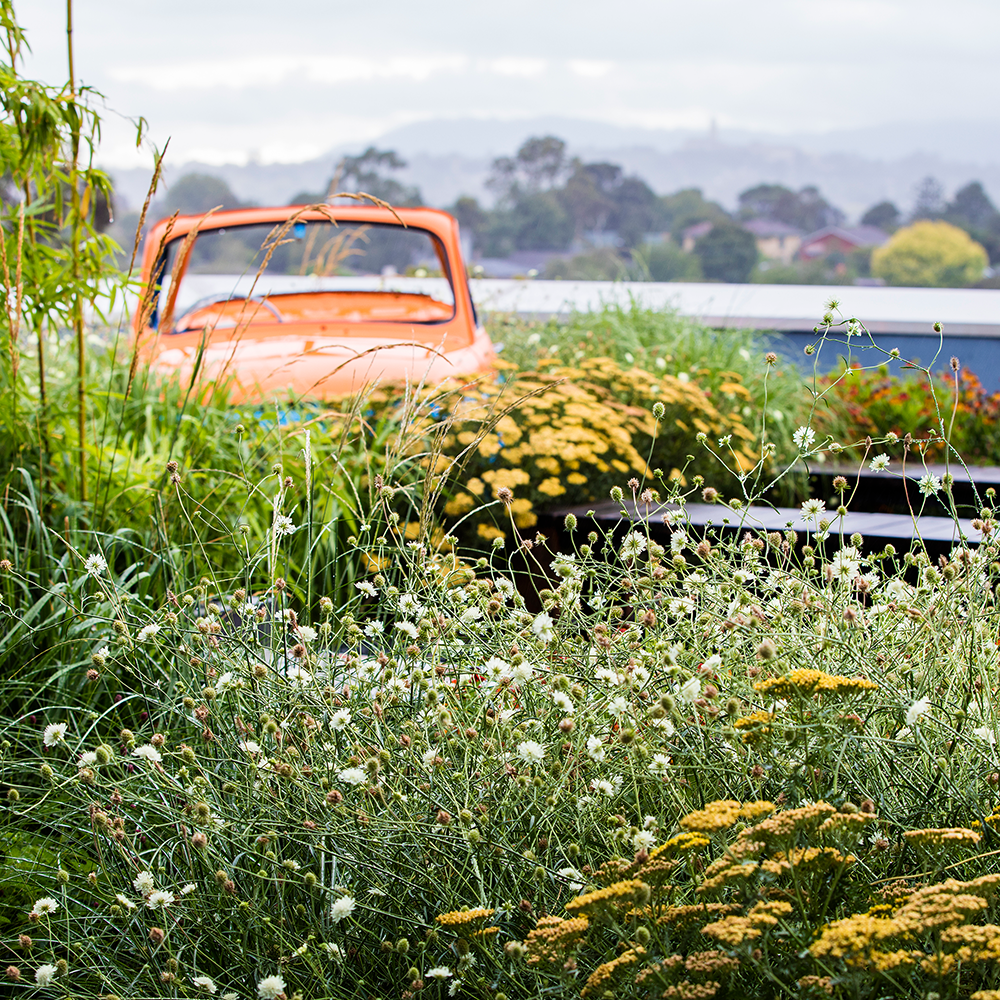 Cephalaria alpina on a rooftop garden