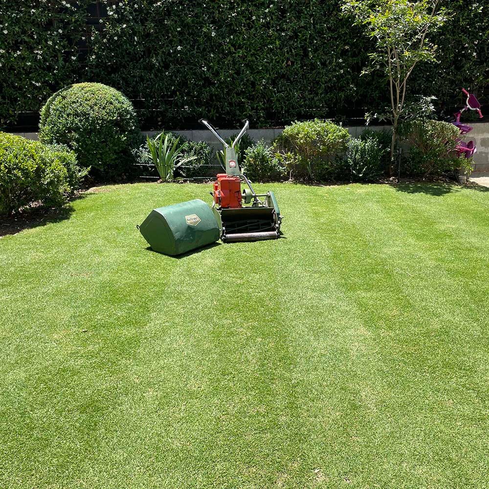 Final result of lawn
