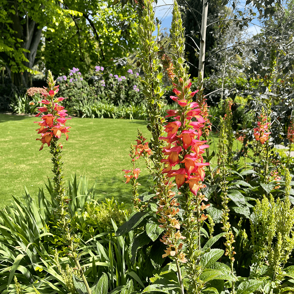 Digiplexis 'Illumination Flame'