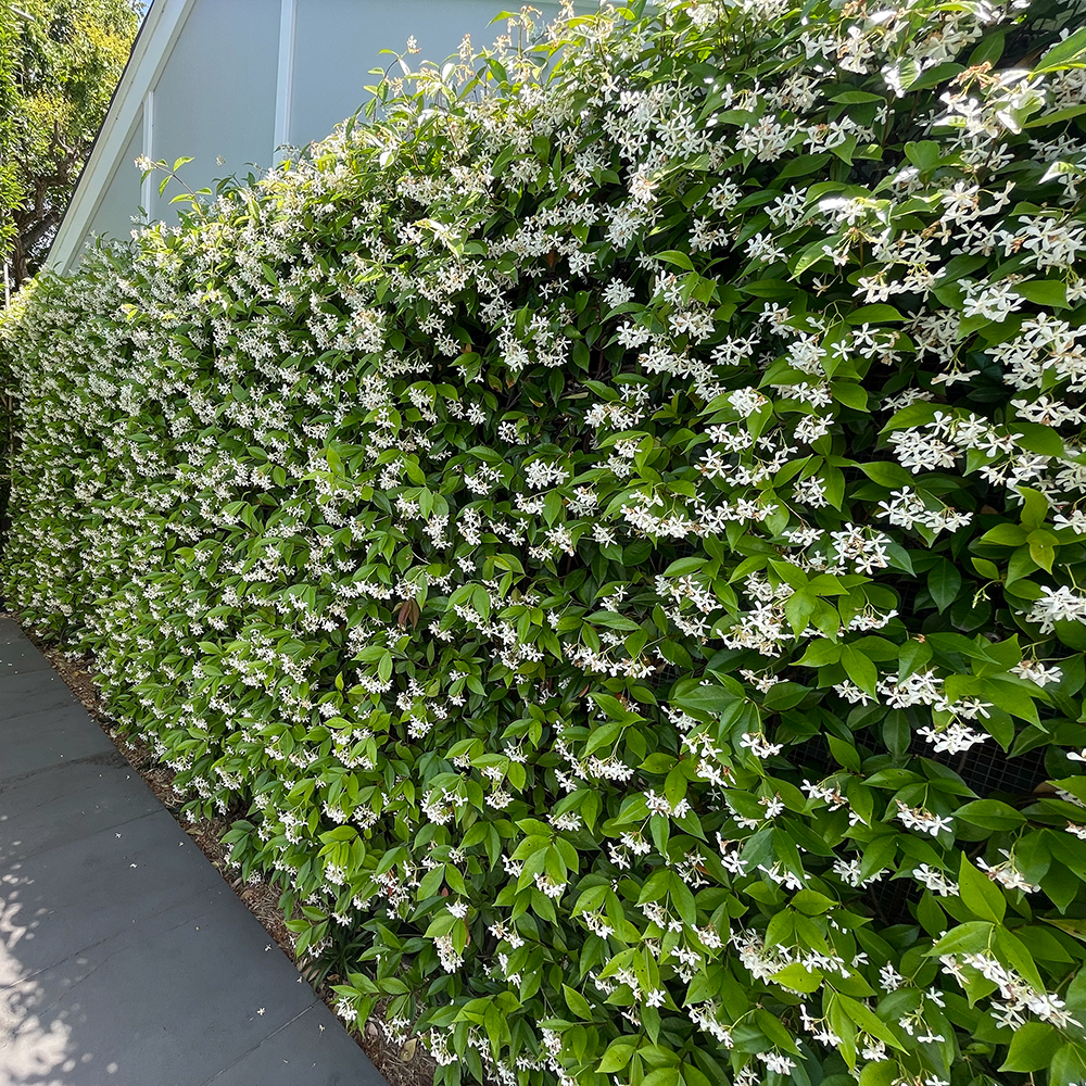 Trachelospermum Jasminoides Star Jasmine Ian Barker Gardens