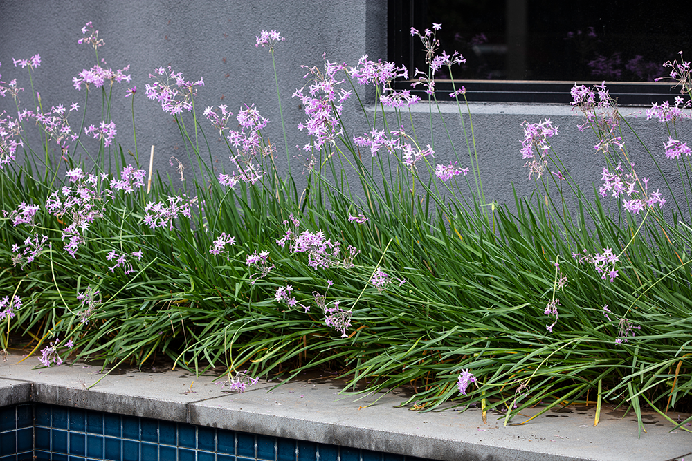 Tulbaghia violacea