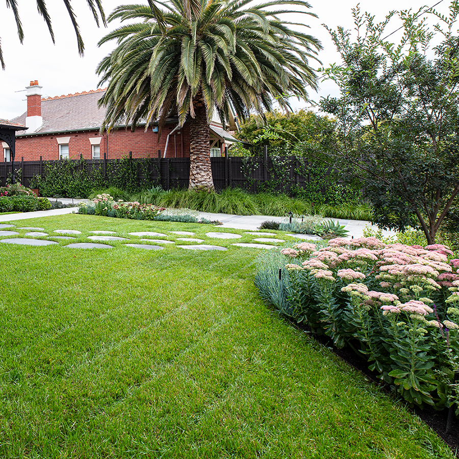Sedum 'Autumn Joy' at our Elsternwick project