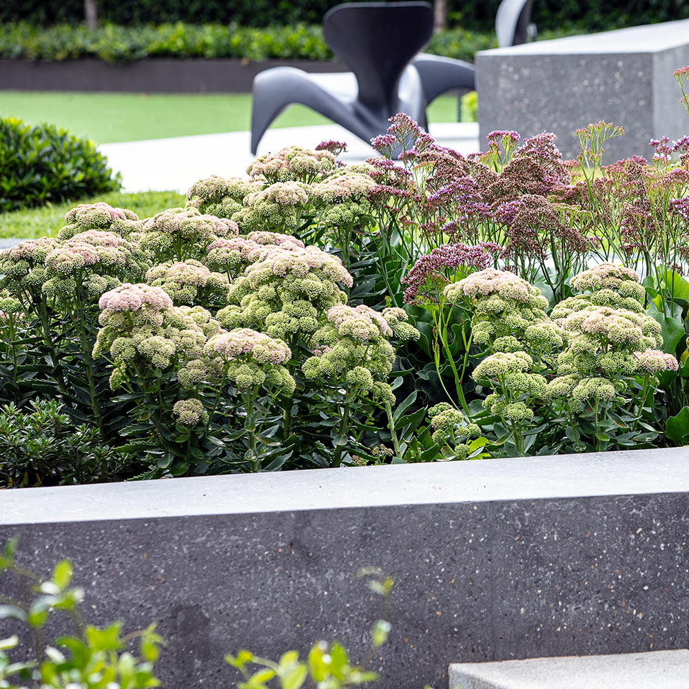 Sedum 'Autumn Joy'