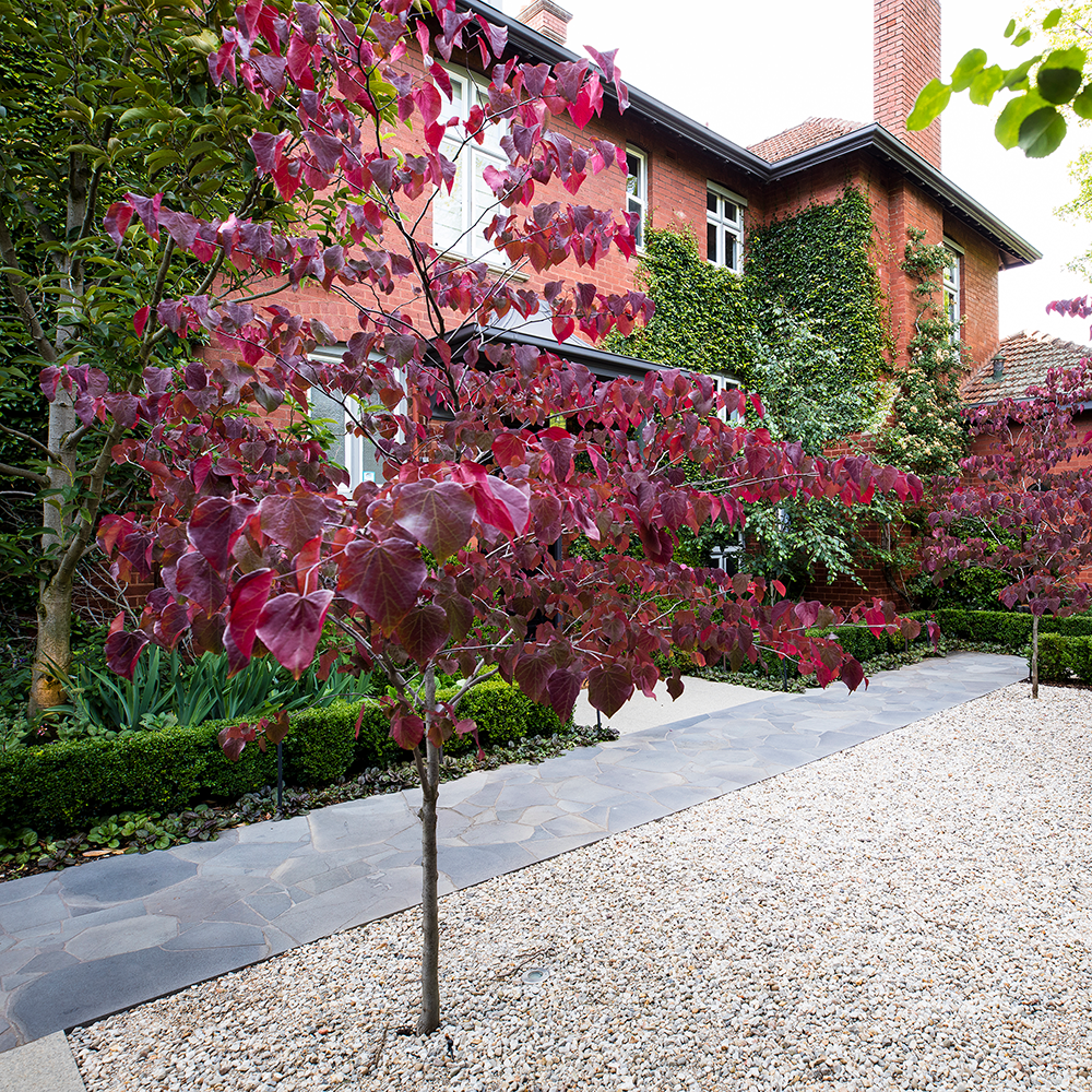 Cercis canadensis 'Forest Pansy'