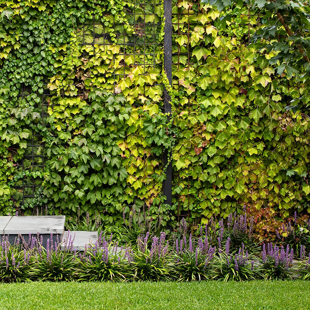 Boston Ivy