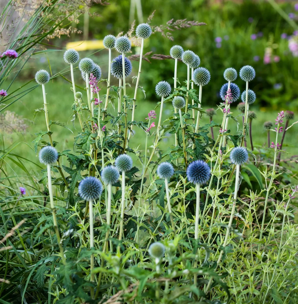 Echinops bannaticus 'Taplow Blue'