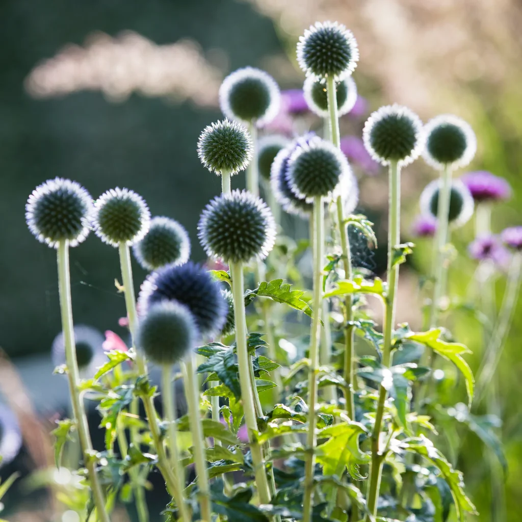 Echinops bannaticus 'Taplow Blue'