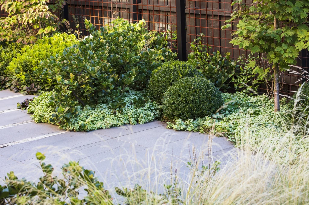 Buxus planted within a garden bed
