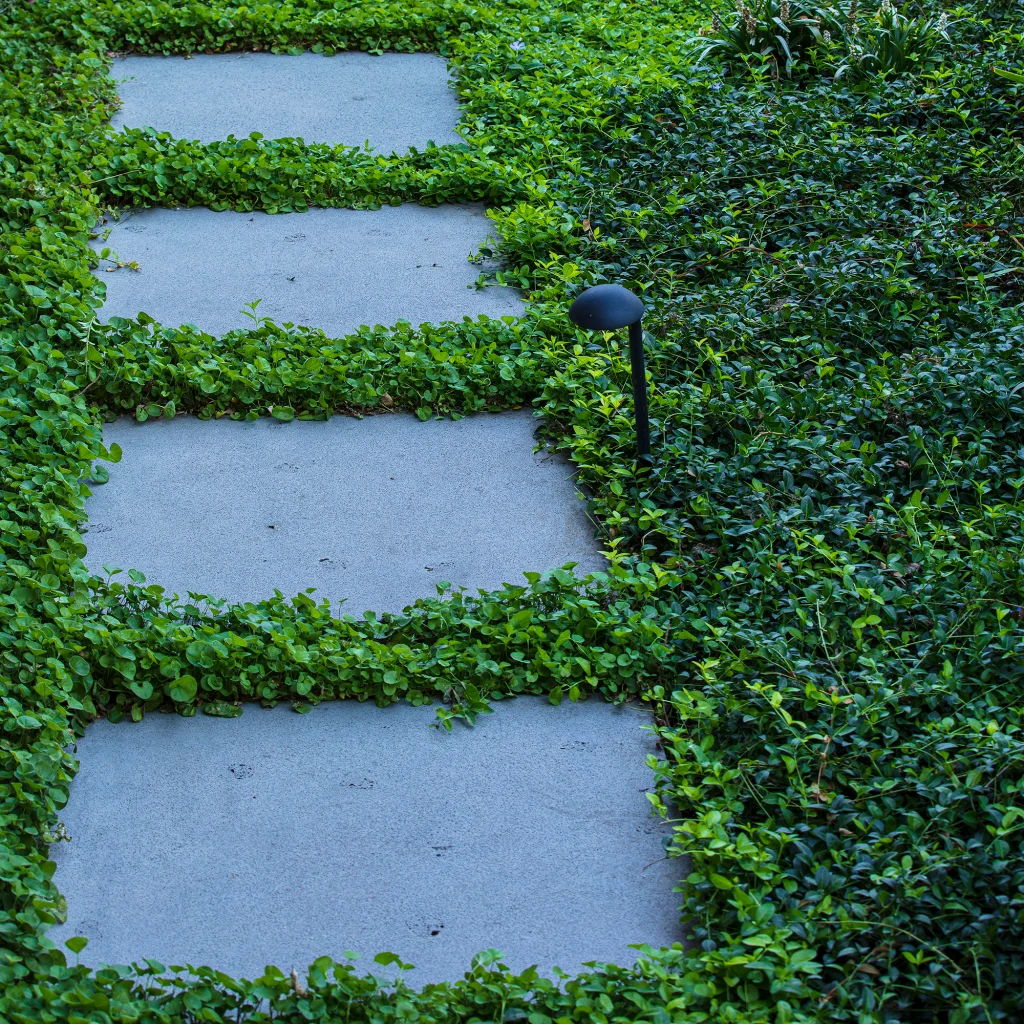 Dichondra repens between bluestone pavers and Vinca minor.