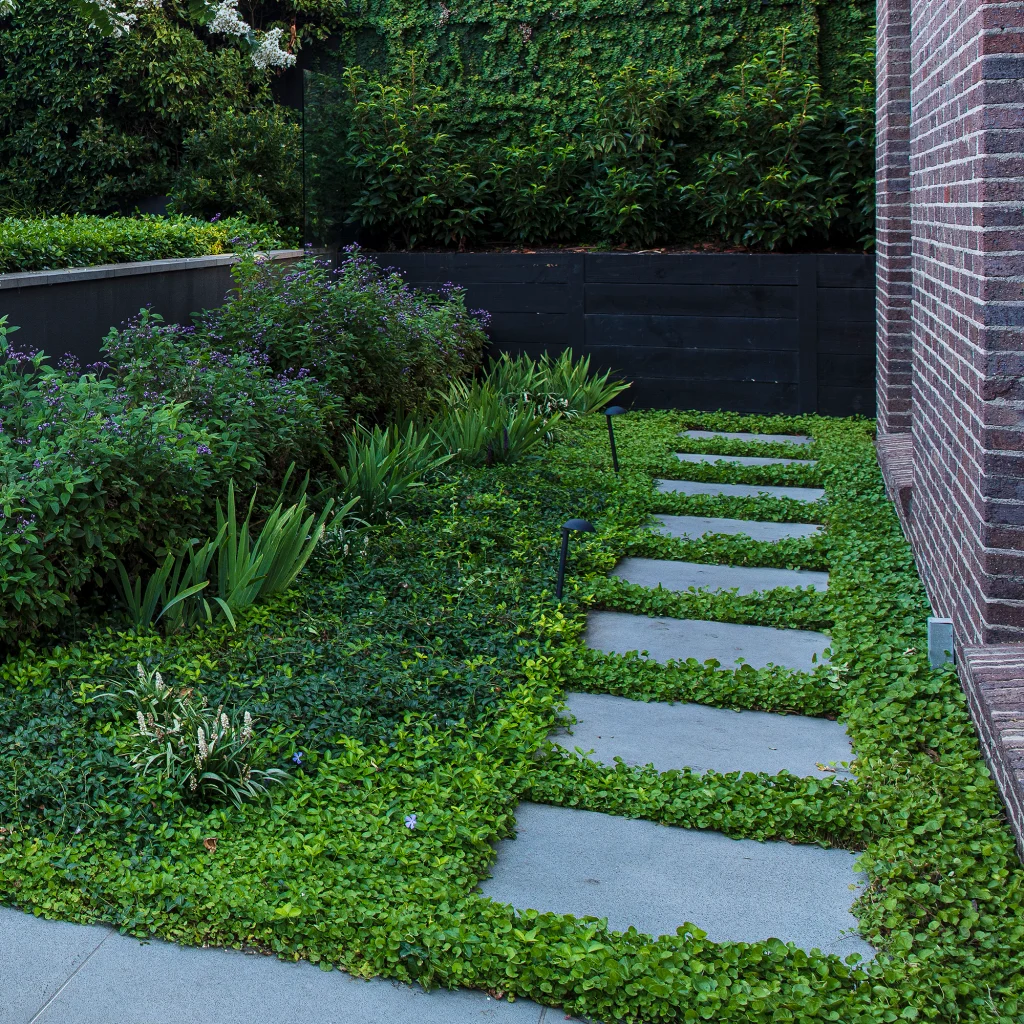 Dichondra repens between bluestone pavers.