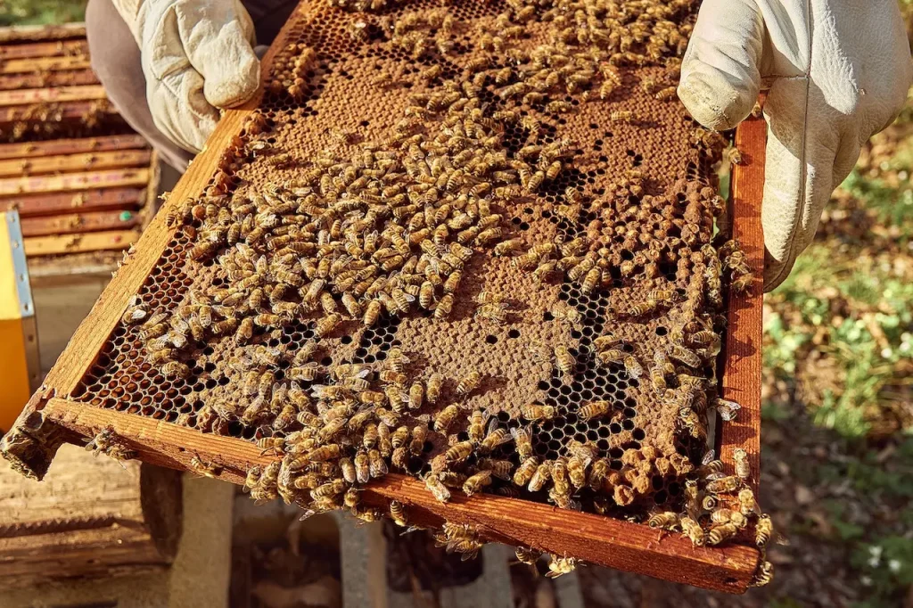 Brood box frame