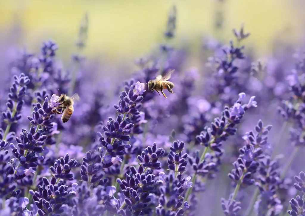 Bees on purple flowers