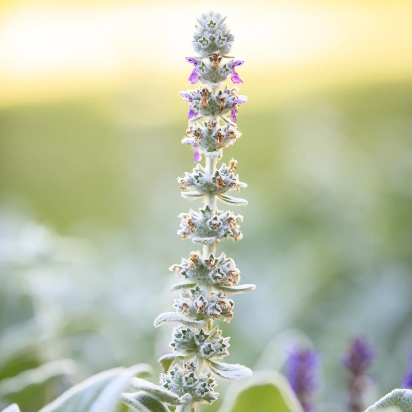 Stachys byzantina flower spike