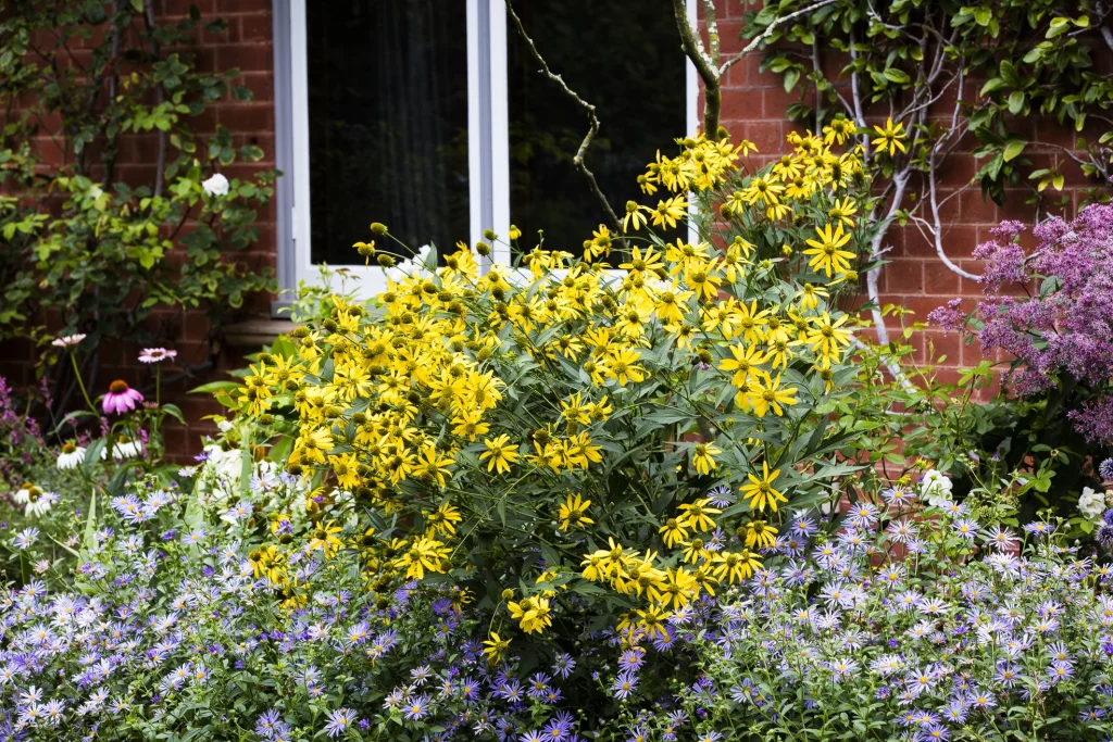 Bee-friendly garden