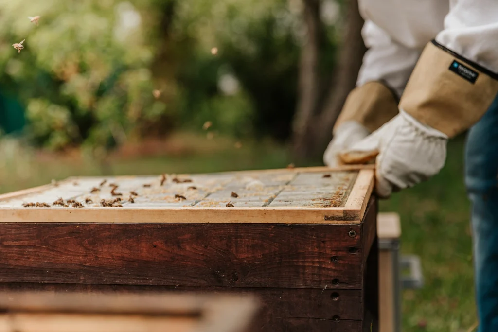 Beekeeping at home