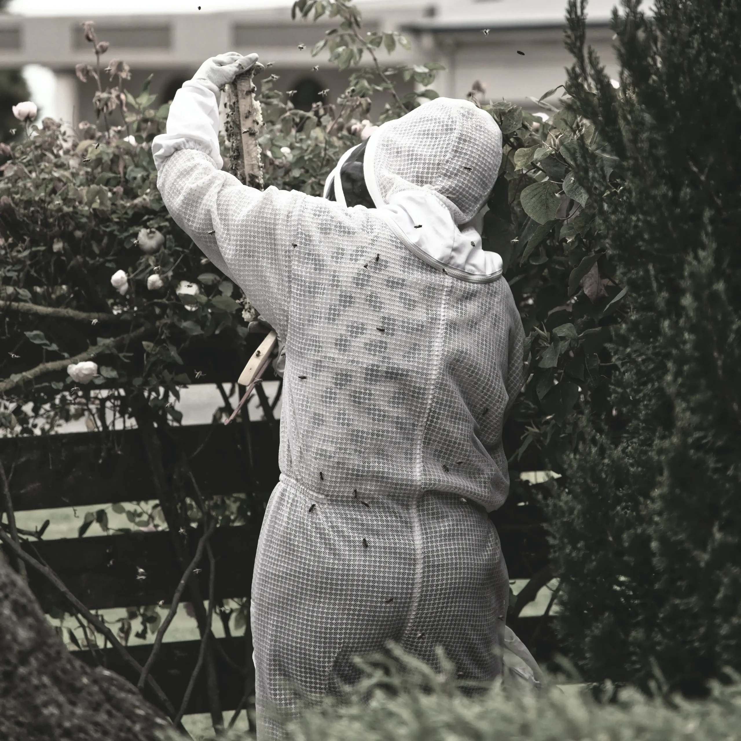 Beekeeper at home
