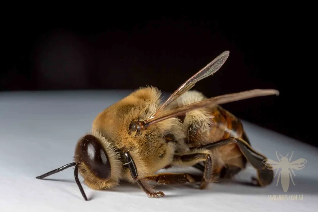 Drone bees