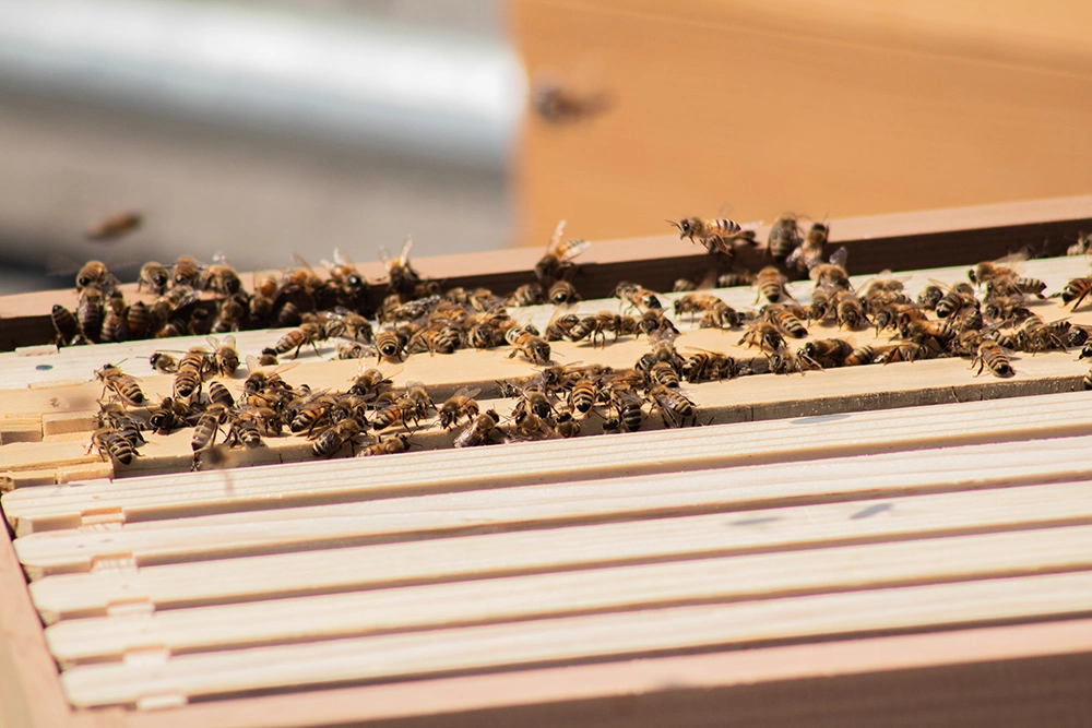 Worker bees