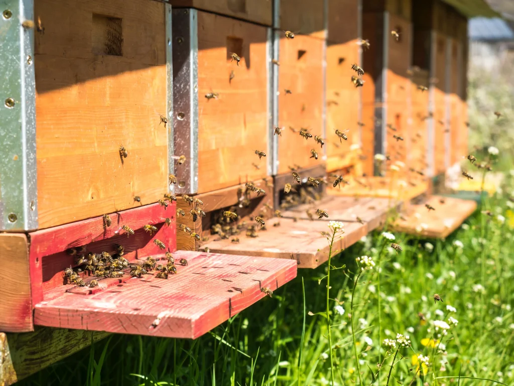Bee hive