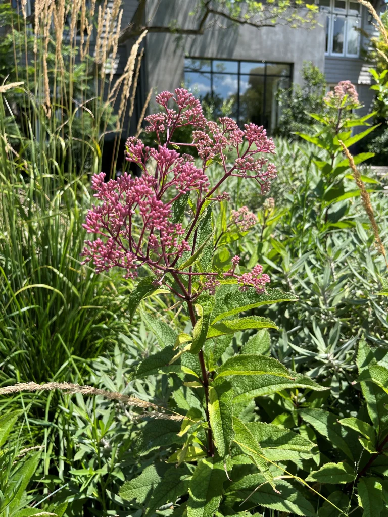 Eupatorium purpureum
