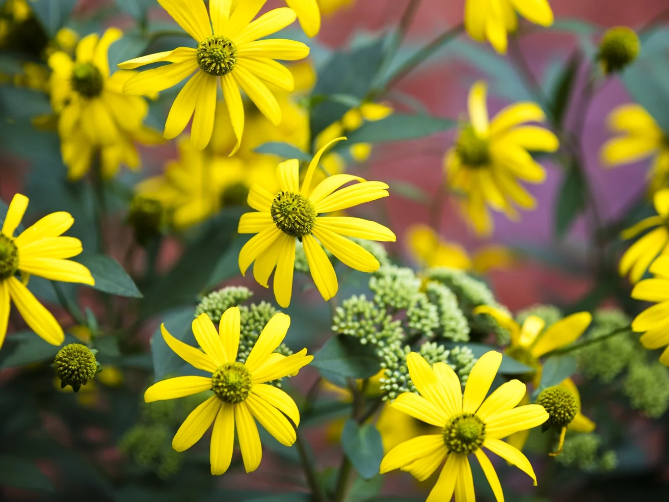 Rudbeckia laciniata