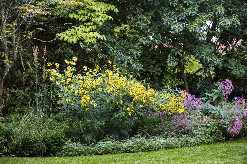 Rudbeckia laciniata in a perennial garden bed