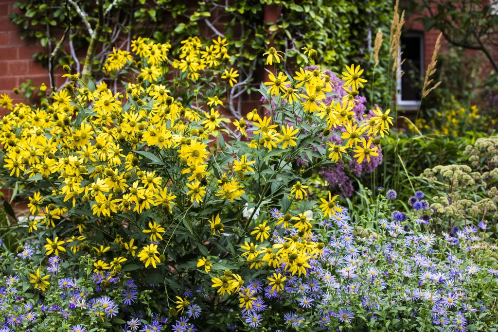 Rudbeckia laciniata amongst other flowering perennials