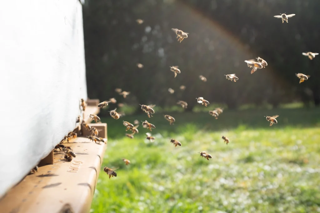 White bee hive