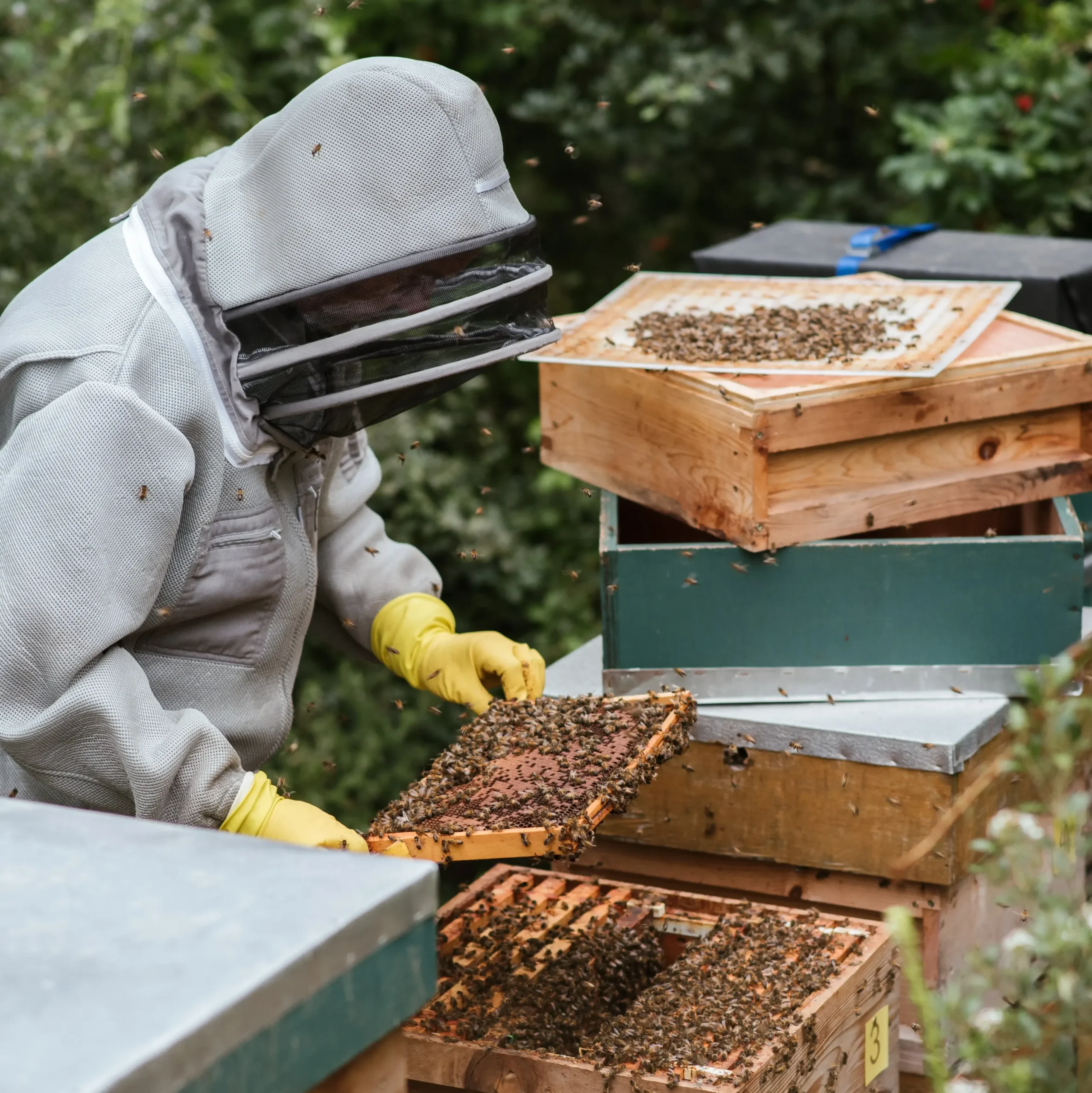 Don't inspect bees at the hottest time of the day