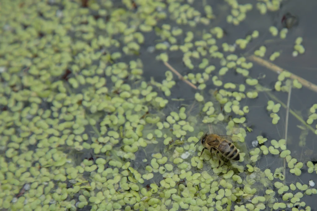 Bee in pond water