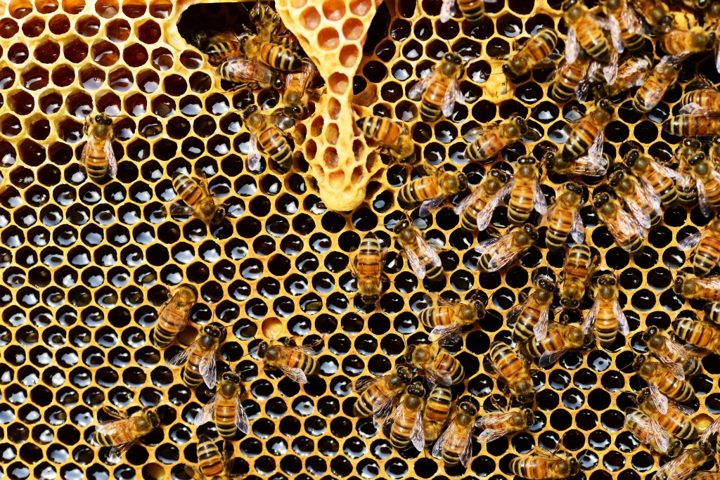 Syrup like consistency of honey