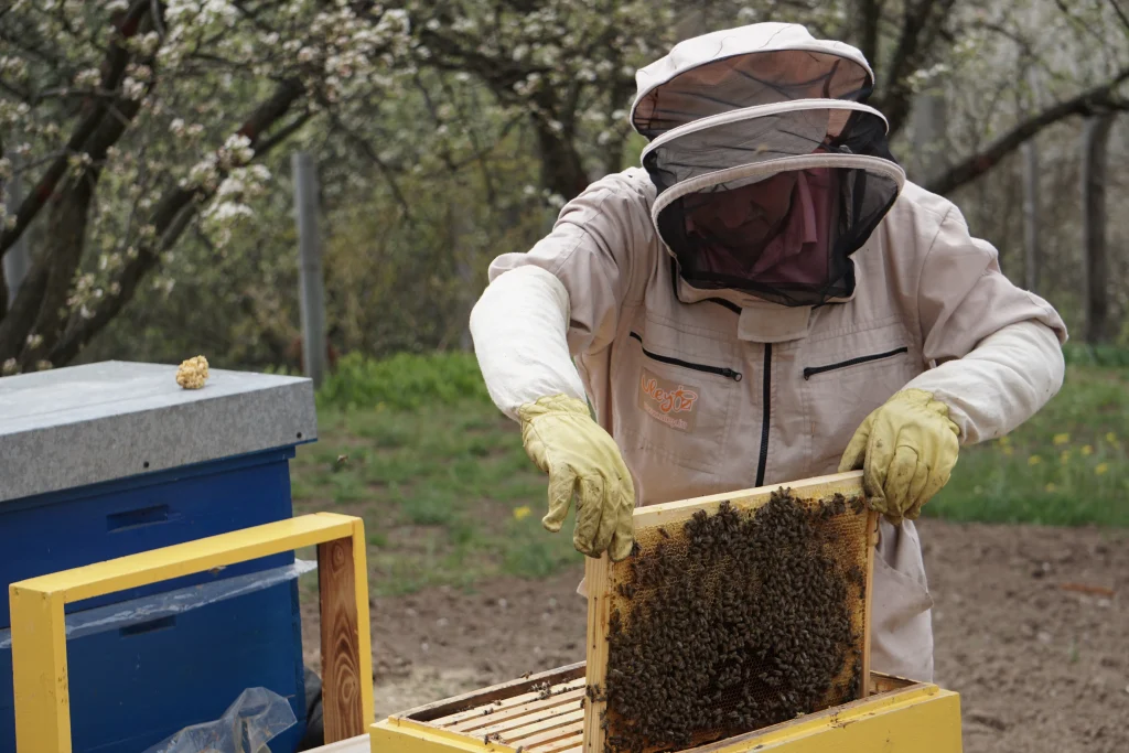 Brood inspection